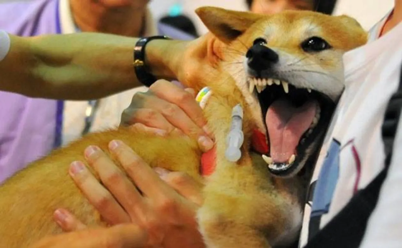 Need to be careful against zoonotic diseases like rabies: Doctors 