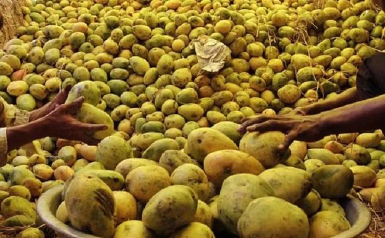 70 per cent drop in mango production as compared to year 2016: All India Mango Growers Association