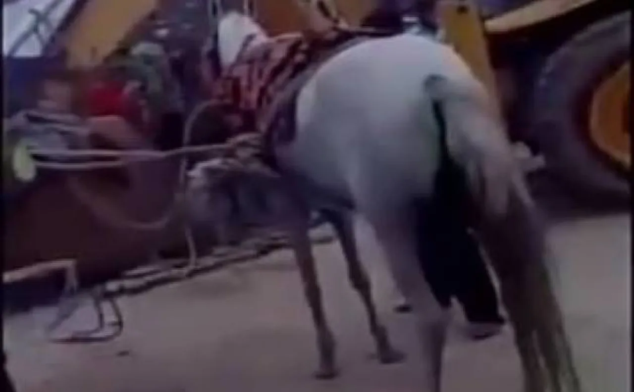 Video: Rescue operation of horse along with bride groom that fell into the well in UP's Gonda