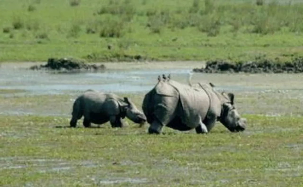 Assam floods: 58 protected animals, including 3 one-horned rhino calves, killed in Kaziranga National Park 