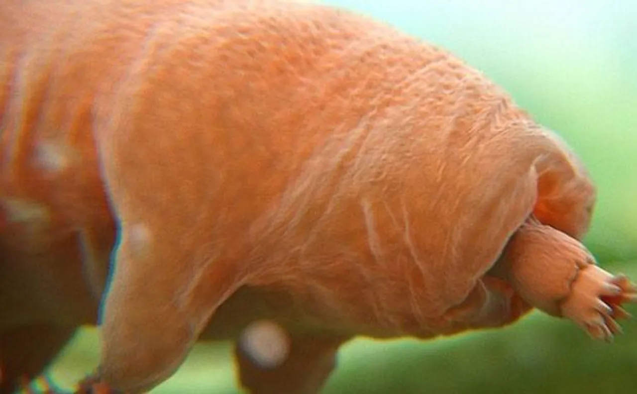 Tardigrades will defy death after doomsday will hit Earth and wipe out everything including humans: Scientists