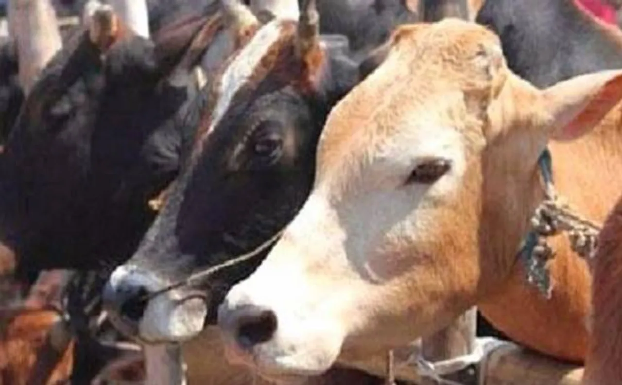 Cows antibodies could be main element to tackle HIV, says new research