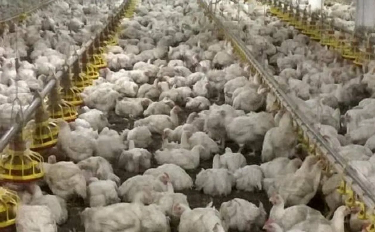 Punjab poultry farms are producing superbugs resistant to drugs, says study