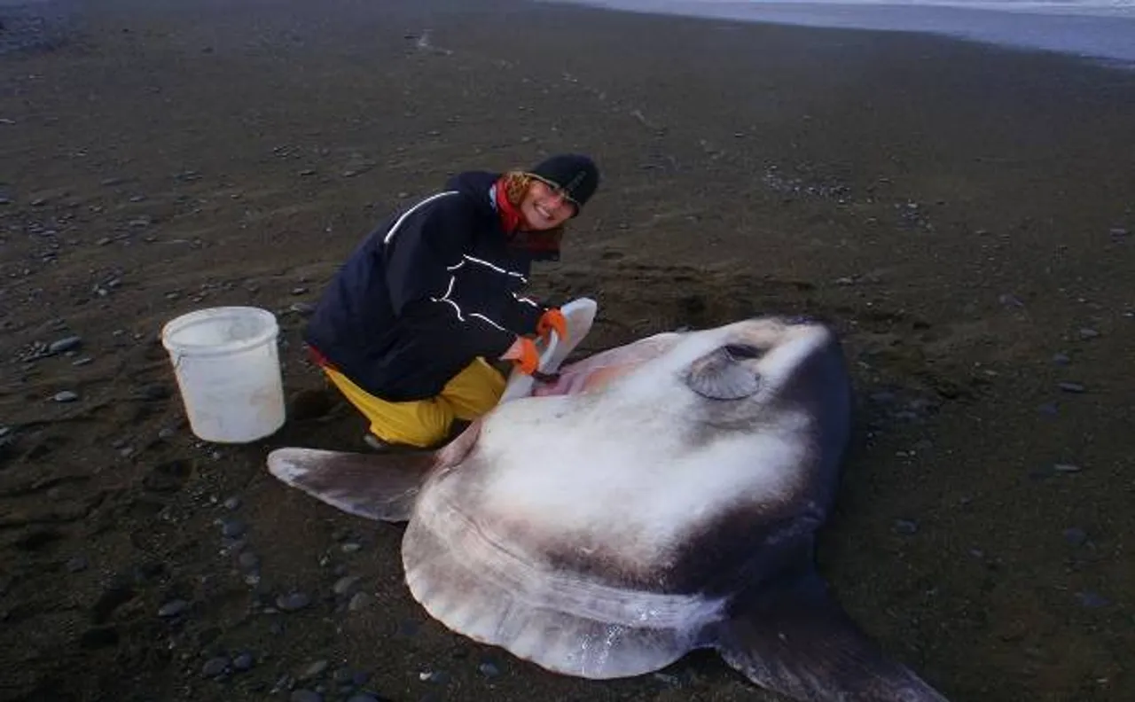 Biggest and new species of Sunfish found after 130 years of searching