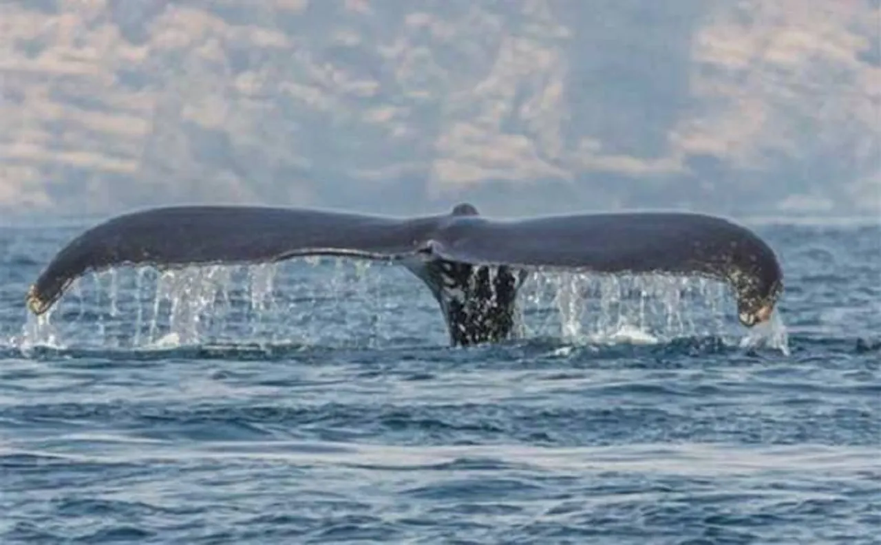 Humpback whales learn songs like humans acquire language skills: Study