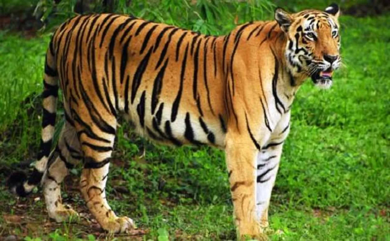 Maharashtra registers maximum number of tiger deaths in 2017, reveals new data