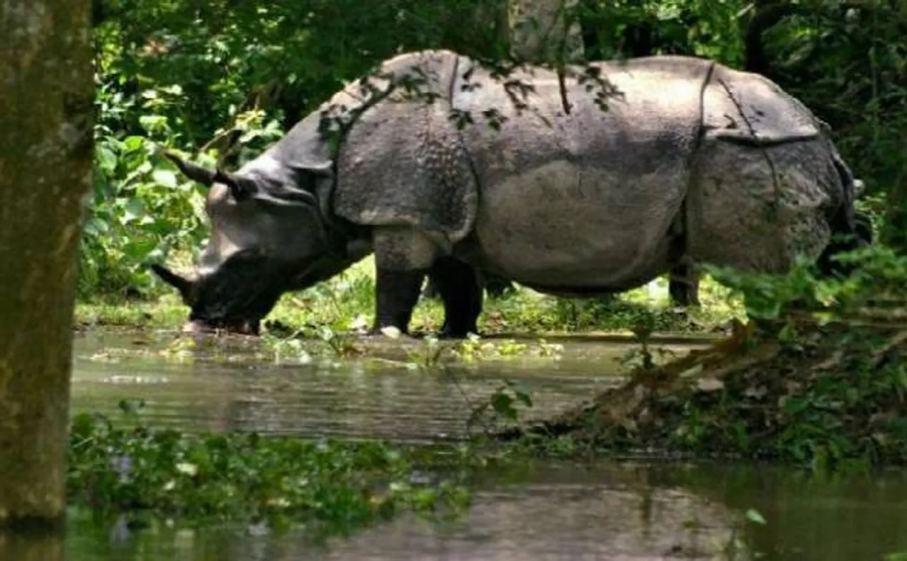 Assam floods claim lives of 124 animals including 9 rhinos in Kaziranga National Park