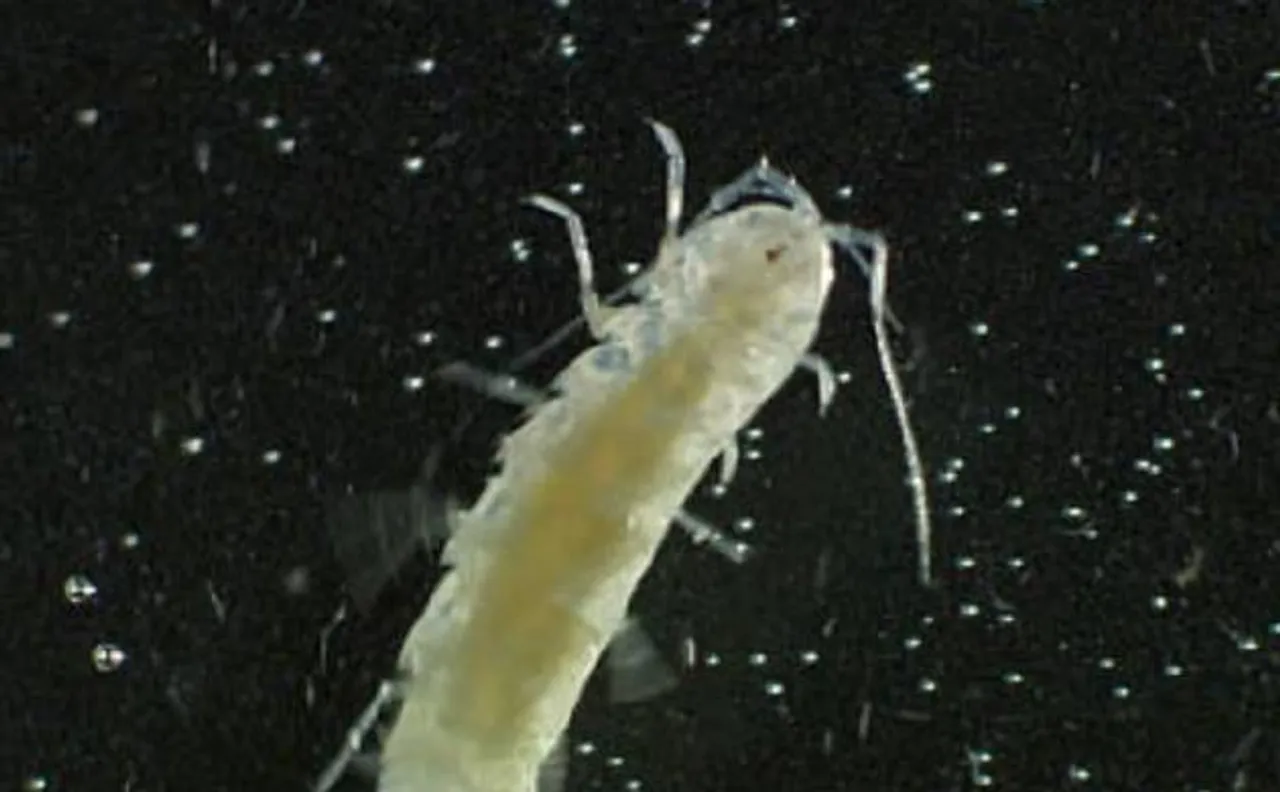 Sea-bug attack: Australian teenager lands in hospital after mysterious creatures eat his leg