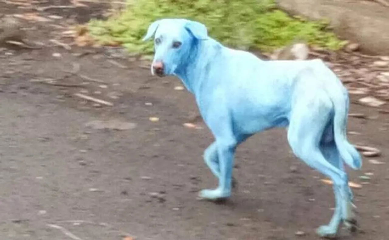 Navi Mumbai: Stray dogs are turning blue near Taloja Industrial Estate, here is why!