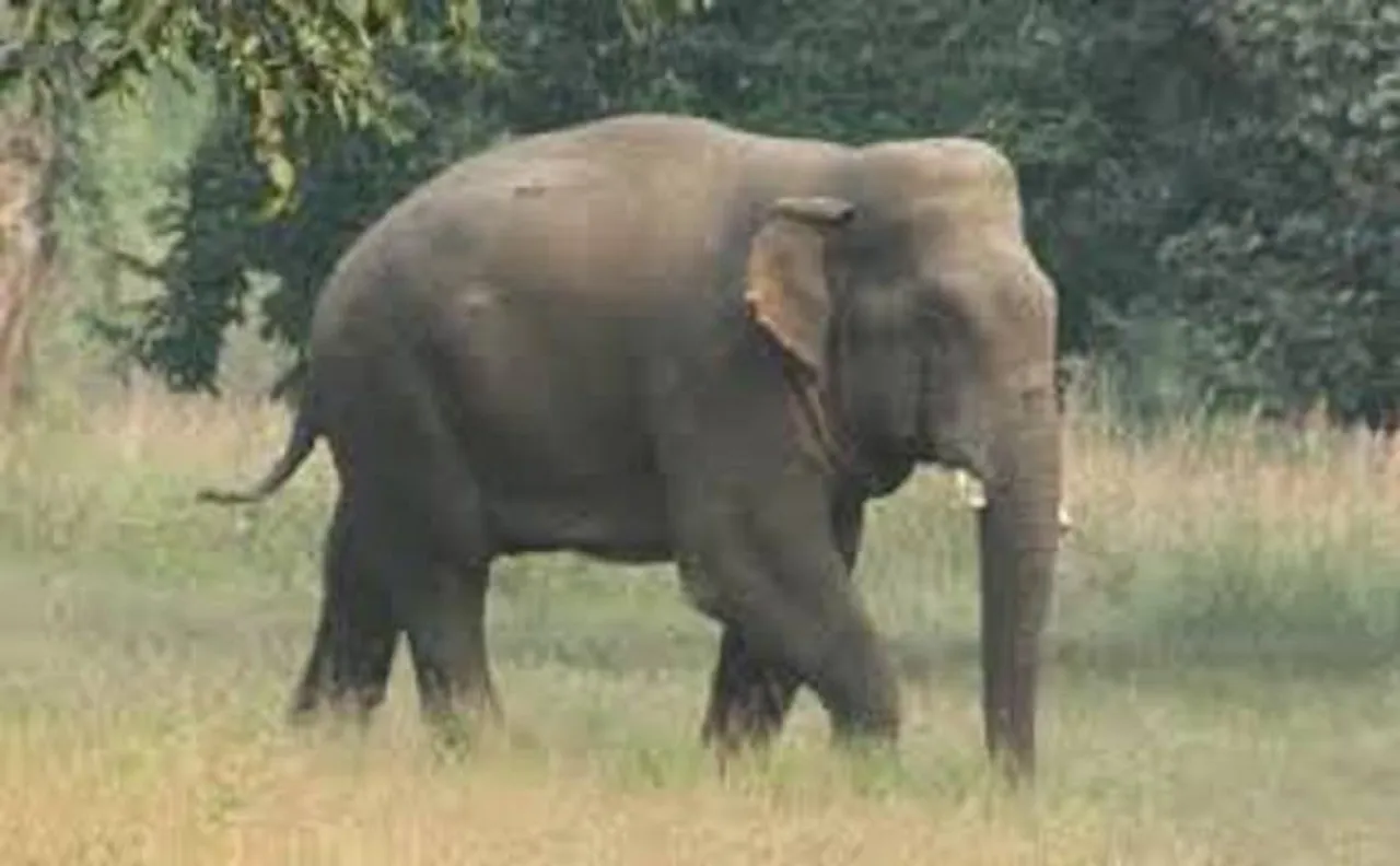 'Rogue' elephant shot dead for killing 15 in Jharkhand, Bihar 