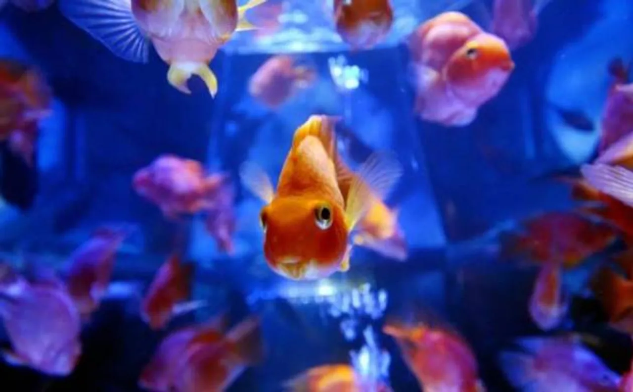 Goldfish turn to alcohol to survive without oxygen in icy winters