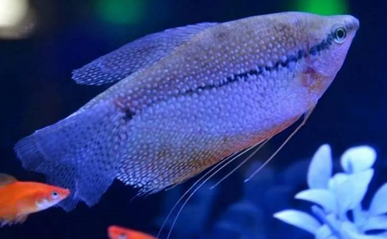 Climate change could cause fish to shrink by 30 percent, claims study