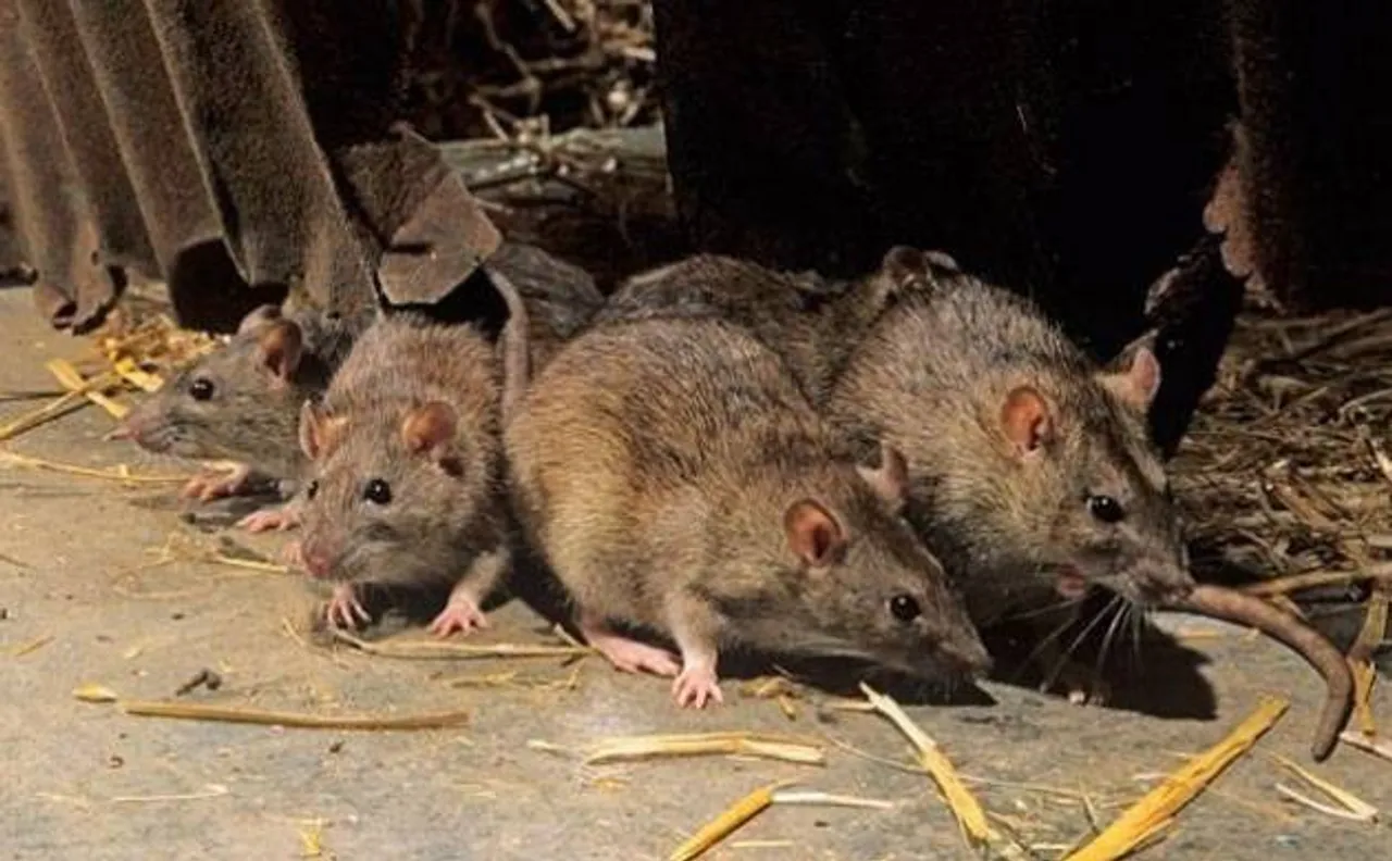 After drinking 9 lakh litres of alcohol in Bihar, rats now eat 45 kilograms of marijuana in Jharkhand