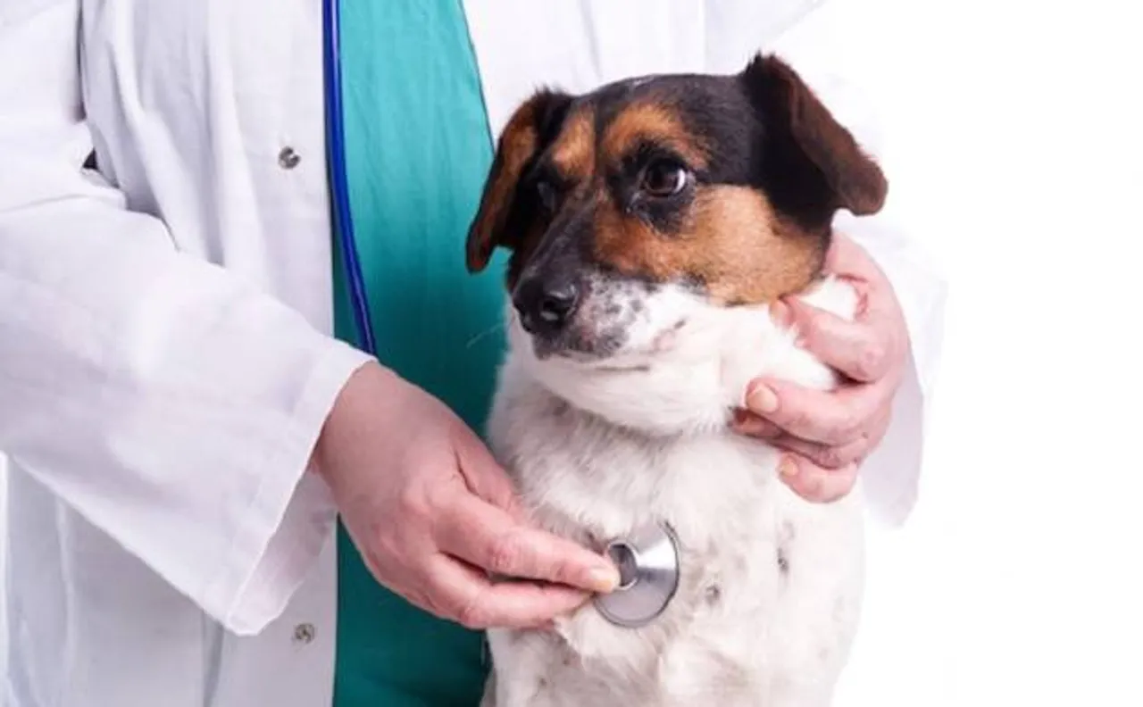Scientists develop new therapeutic antibody for treatment of malignant cancers in dogs