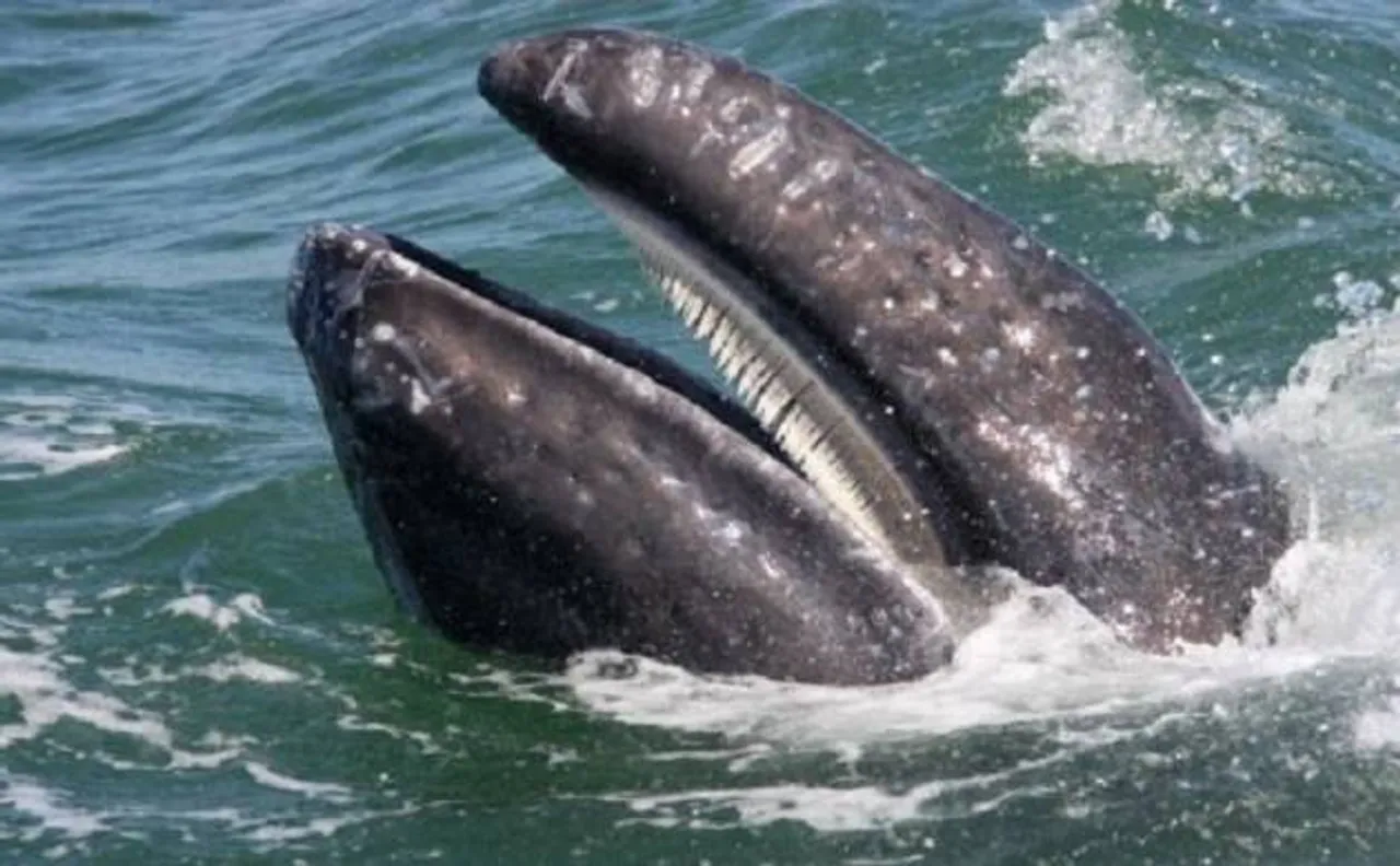 Today's gentle giant whales were once fearsome predators with sharp teeth