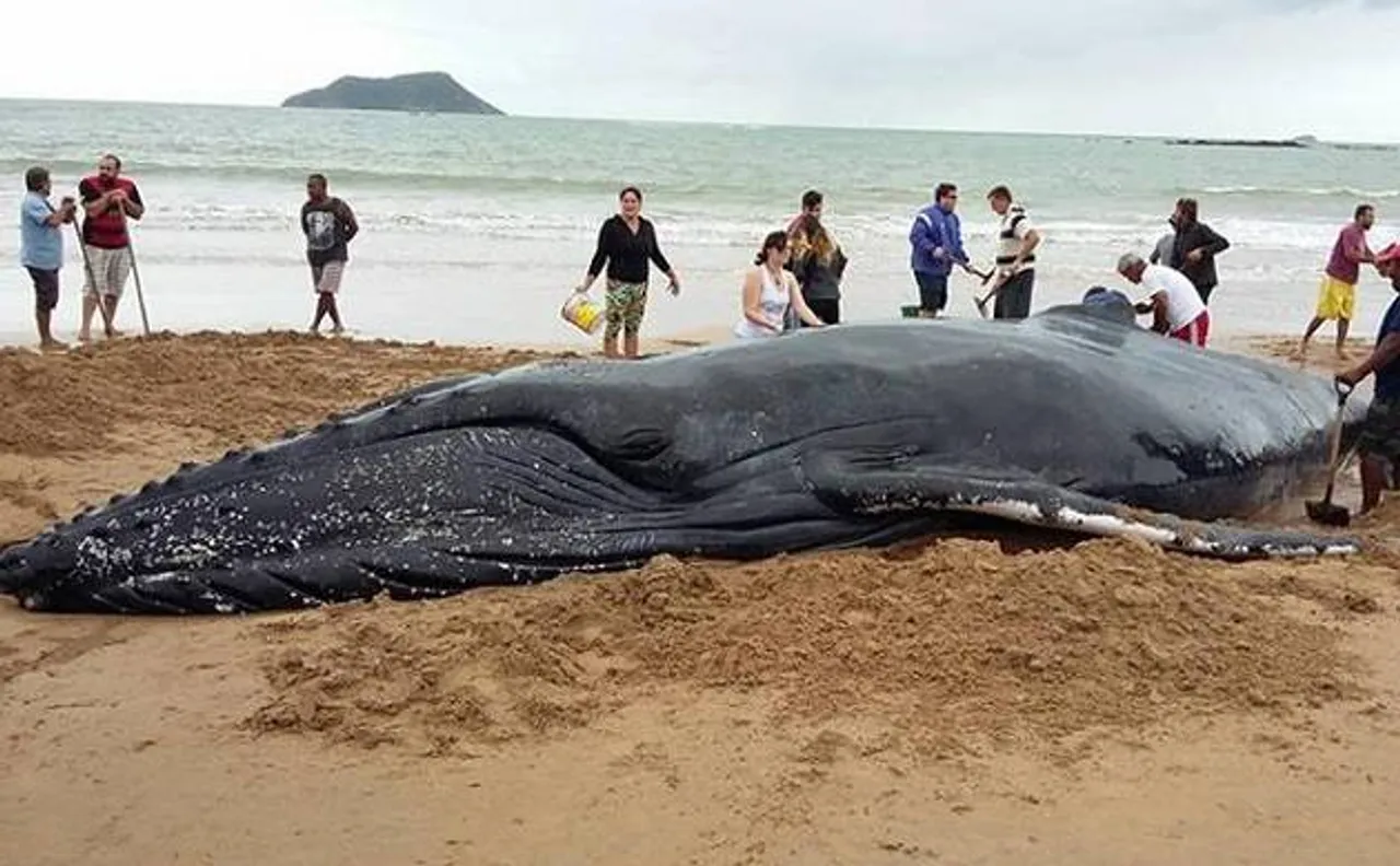32-feet-long humpback baby whale rescued from Brazilian beach after being stranded for 24 hours