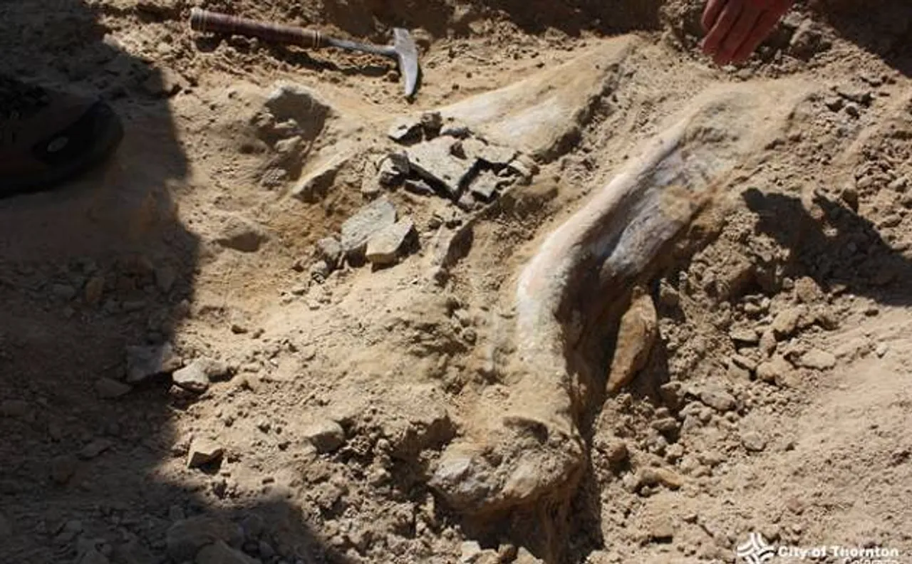 Rare skeleton of 66-million-year-old adult triceratops discovered