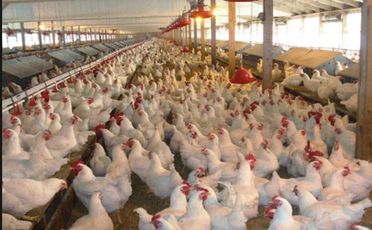 Misuse of antibiotics at poultry farms harmful for human health: Study
