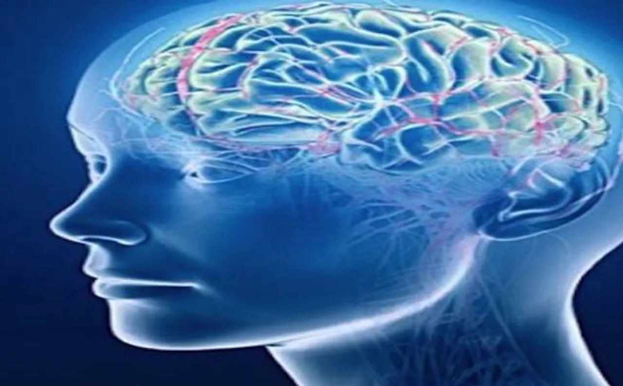 Scientists found Glia cells for brain's development