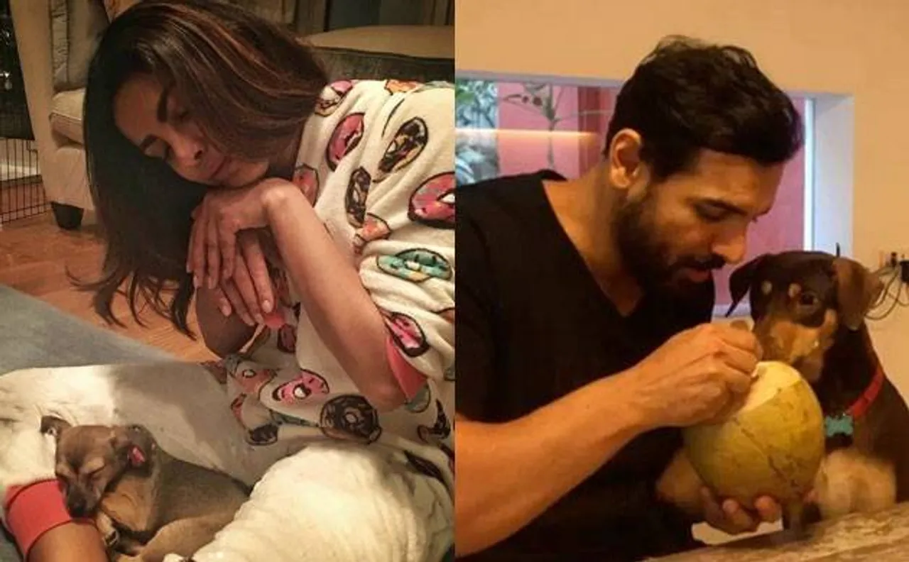 After Priyanka, John Abraham displays 'healthy' puppy love