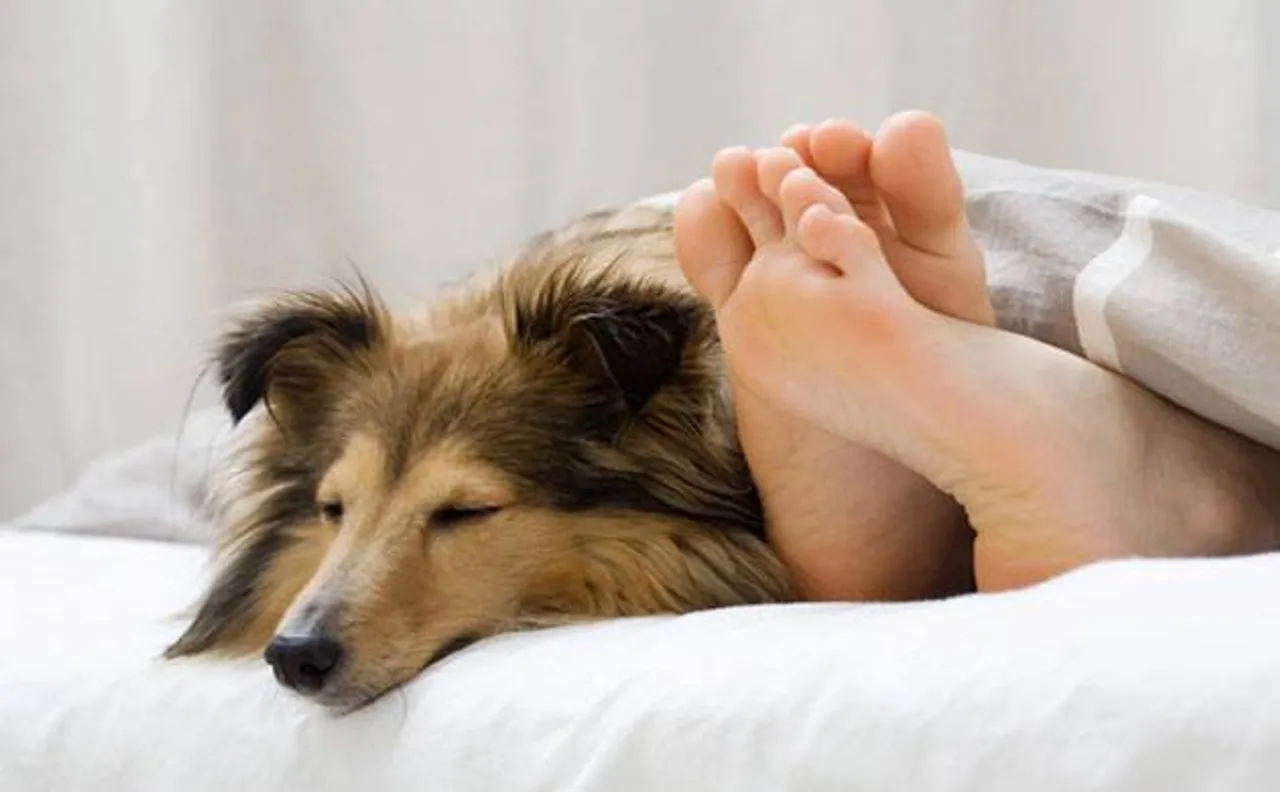 Attention pet lovers! Snuggling with pet in bed may affect sleep quality: Study