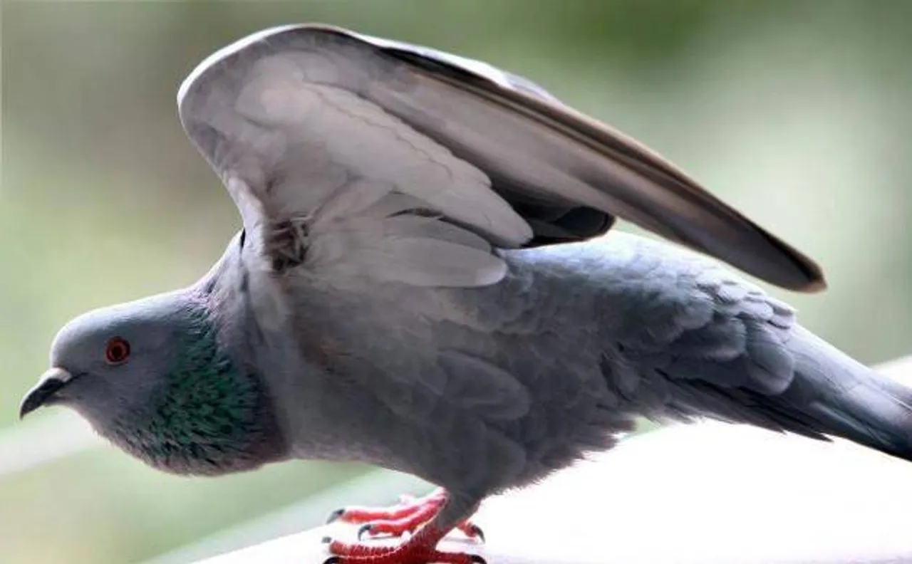 Tamil Nadu: TNSTC issues memo to conductor for allowing pigeon travel ticketless