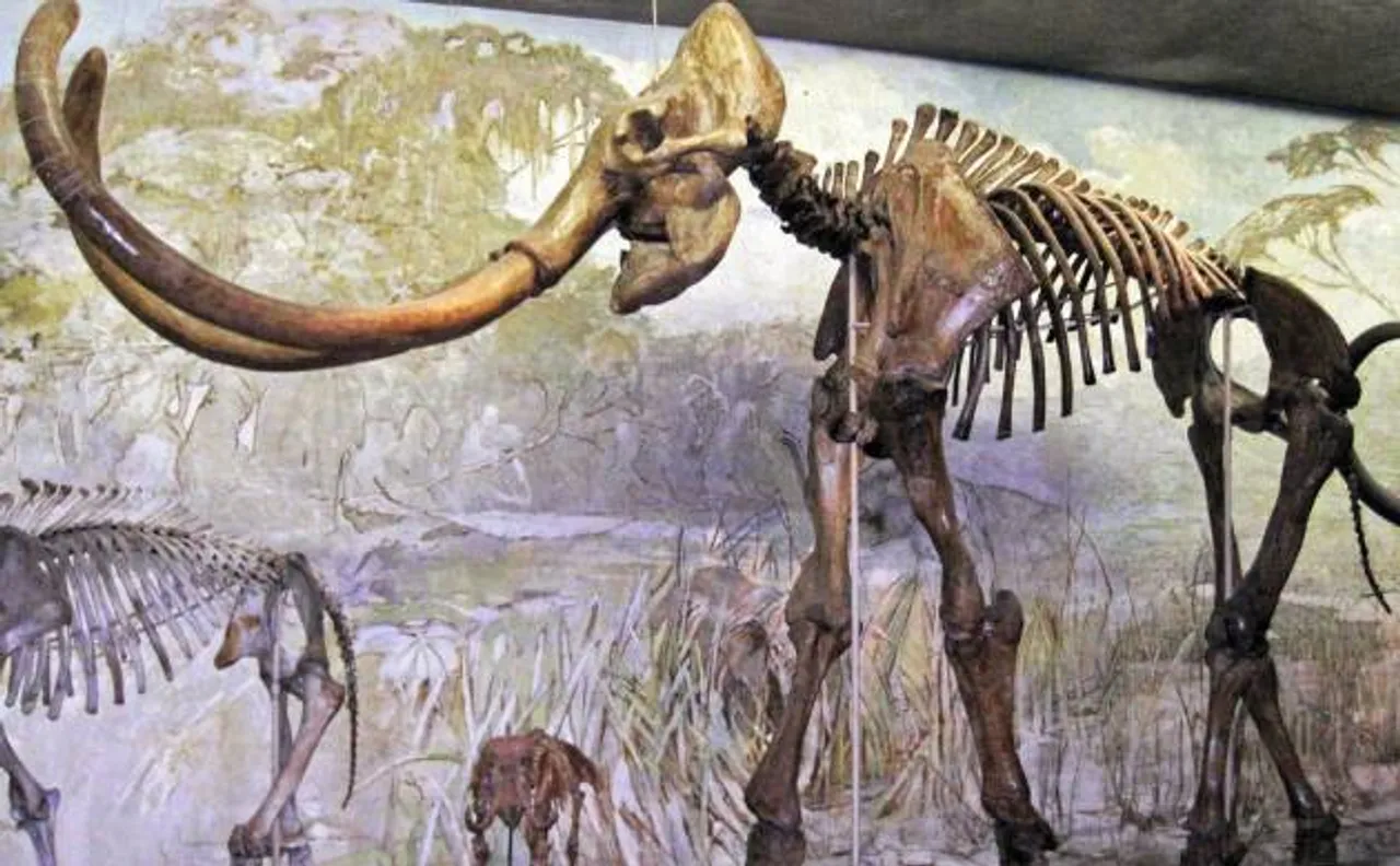Baby mammoth among skeletons of family going under the hammer at UK auction; may together fetch 4 lakh pounds