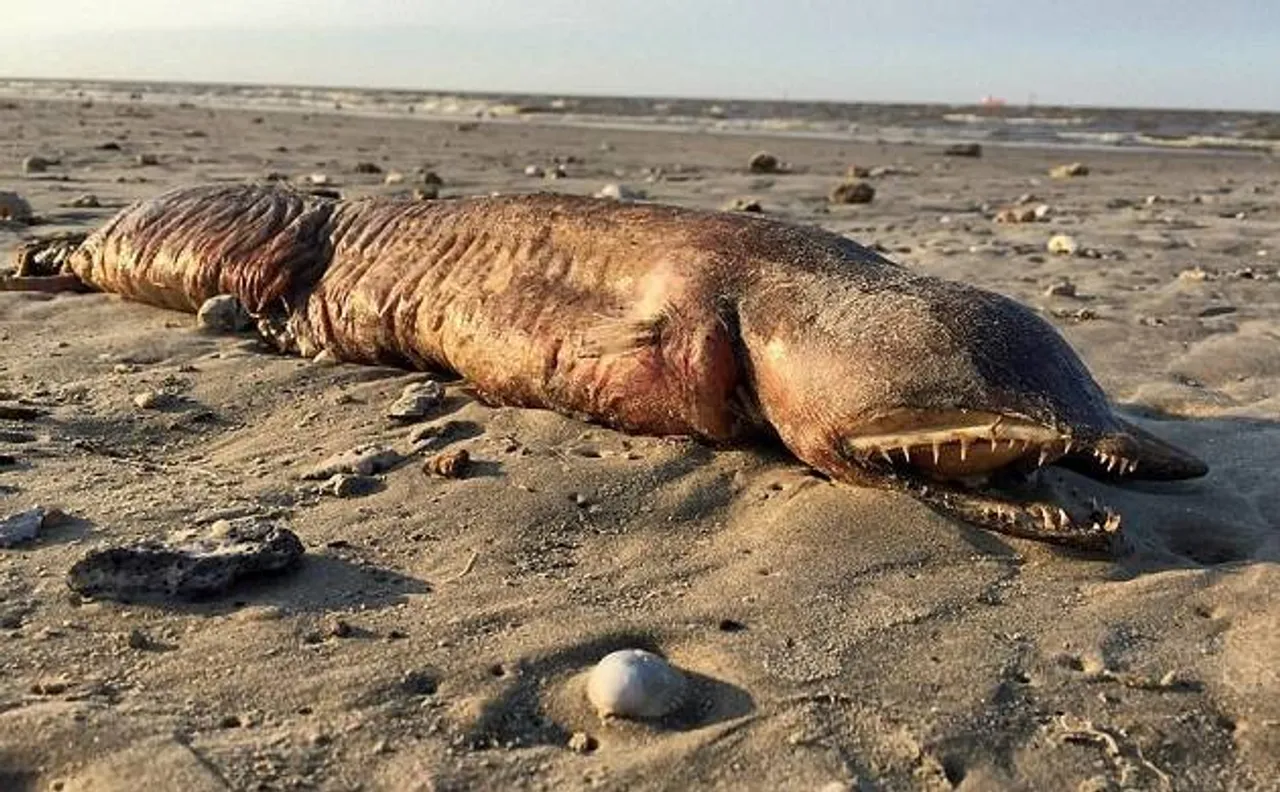 Mysterious eyeless sea creature washes up on Texas beach after Hurricane Harvey