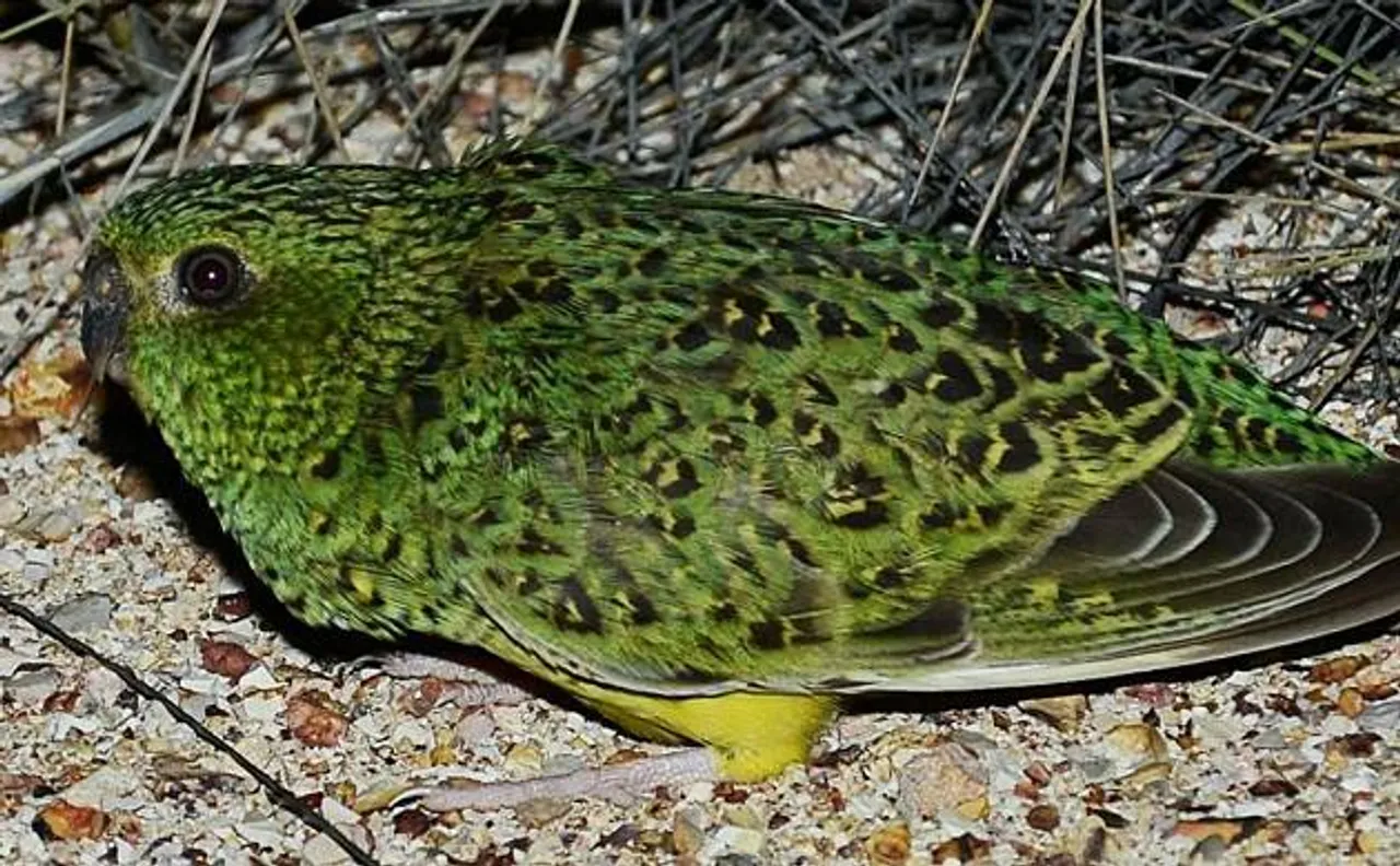 Mysterious Night parrot discovered in South Australia after remaining out of sight for more than a century