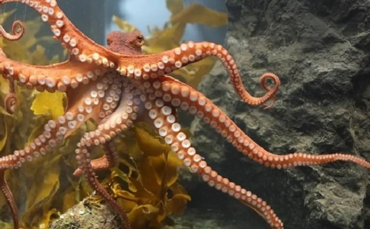Octlantis: Scientists discover an underwater â€˜octopus cityâ€™