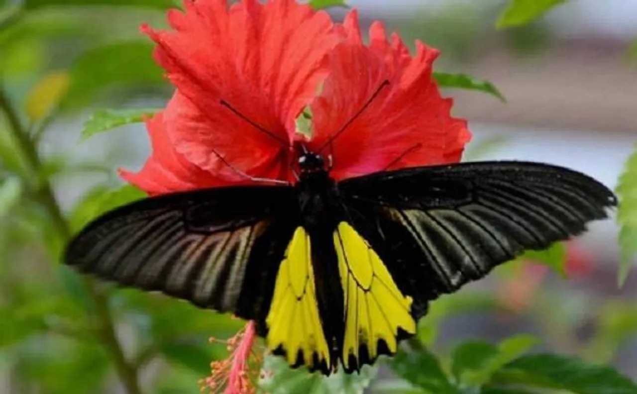 More than 69 butterfly species recorded across Delhi-NCR