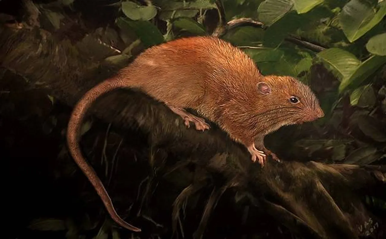 'Jumbo size' Vangunu rat species found in Soloman Islands