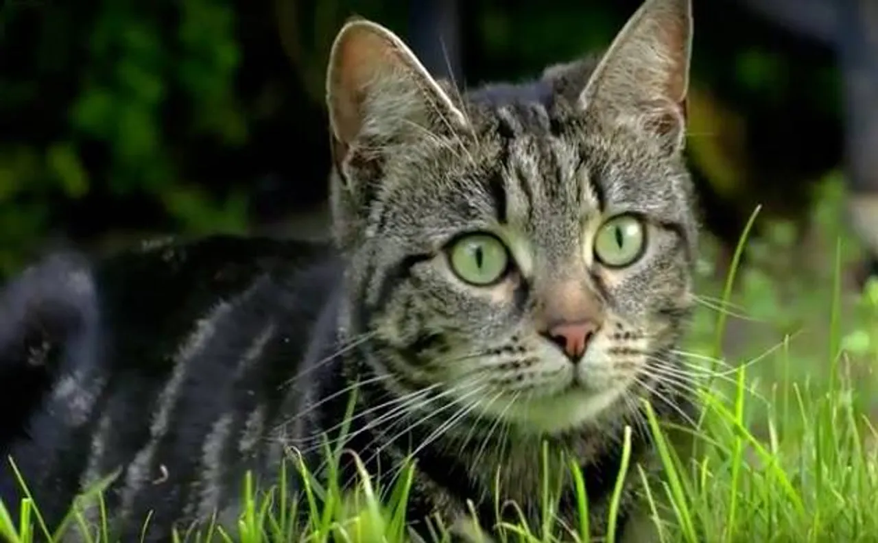 In Australia, cats kill over 10 lakh birds in a single day