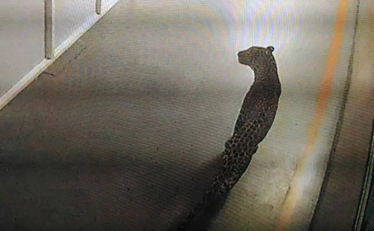 Leopard enters Maruti's Manesar plant; no casualties reported