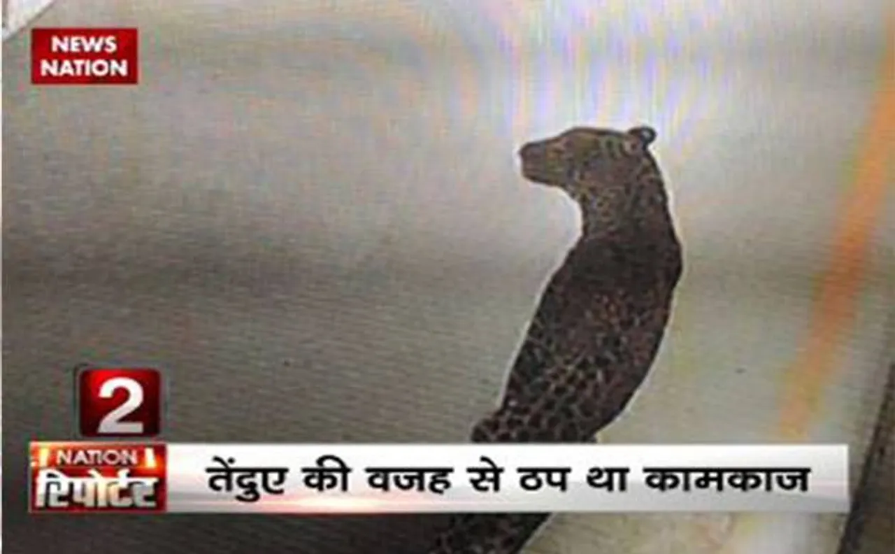 Watch | Leopard at Maruti Suzuki's Manesar plant in Gurugram rescued after 36-hour ops