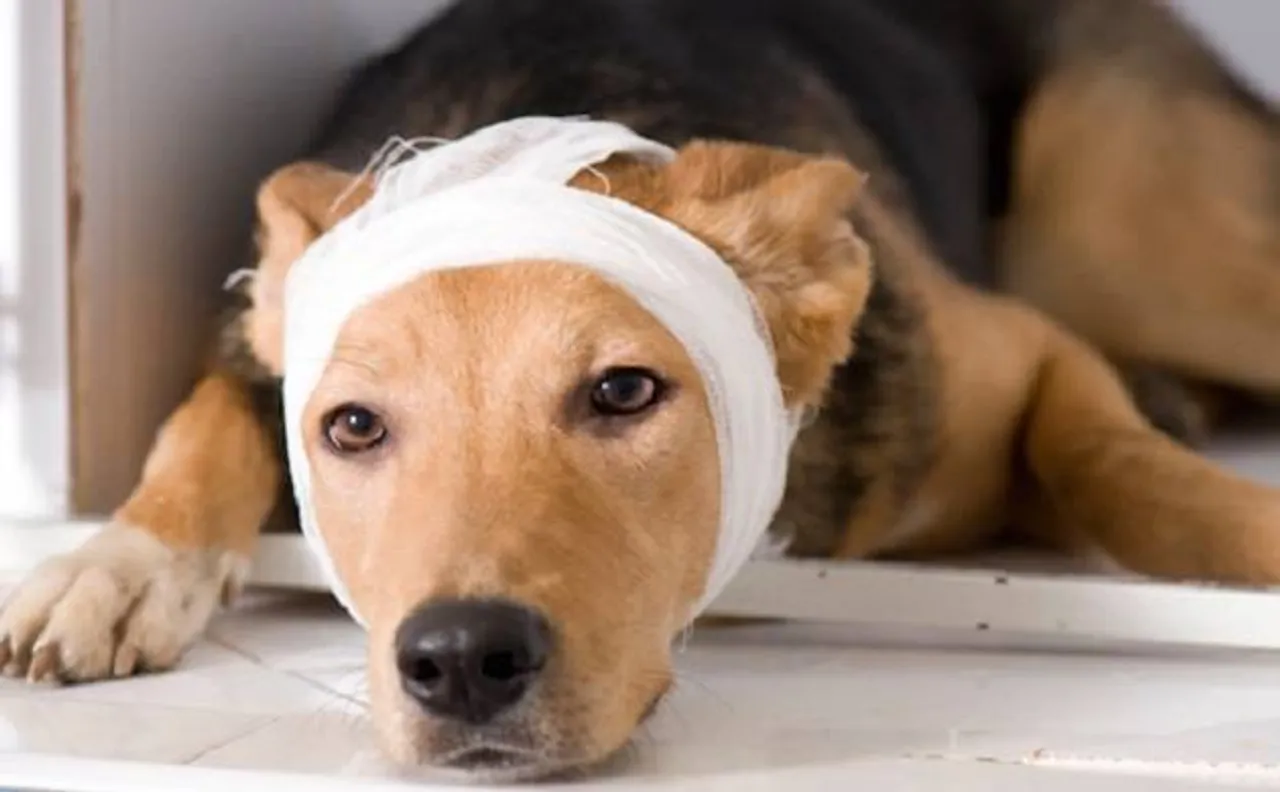 Tyson fights knife-wielding goons, saves life of his master despite getting injured
