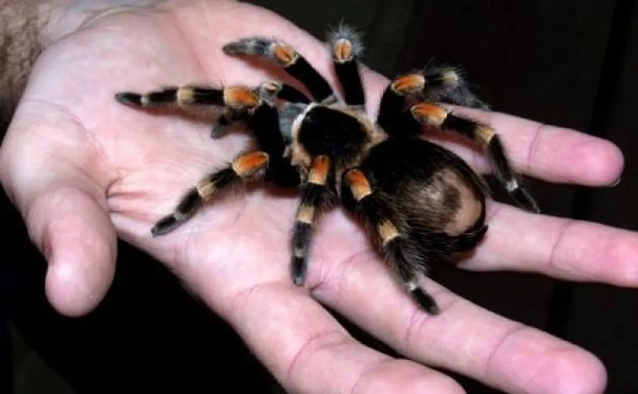 Fear of snakes and spiders is innate in humans, says study