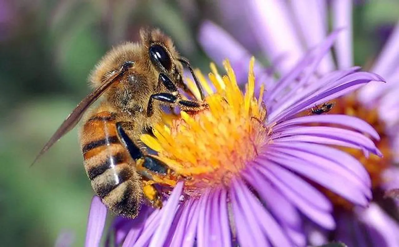 'Blue Halo' effect: Flowers create optical illusion to attract bumblebees, says study
