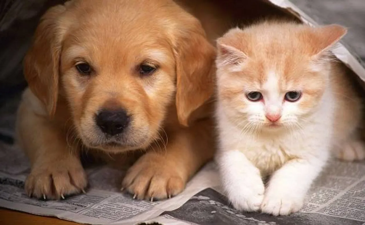 If you are a pet owner in Punjab then you must read this