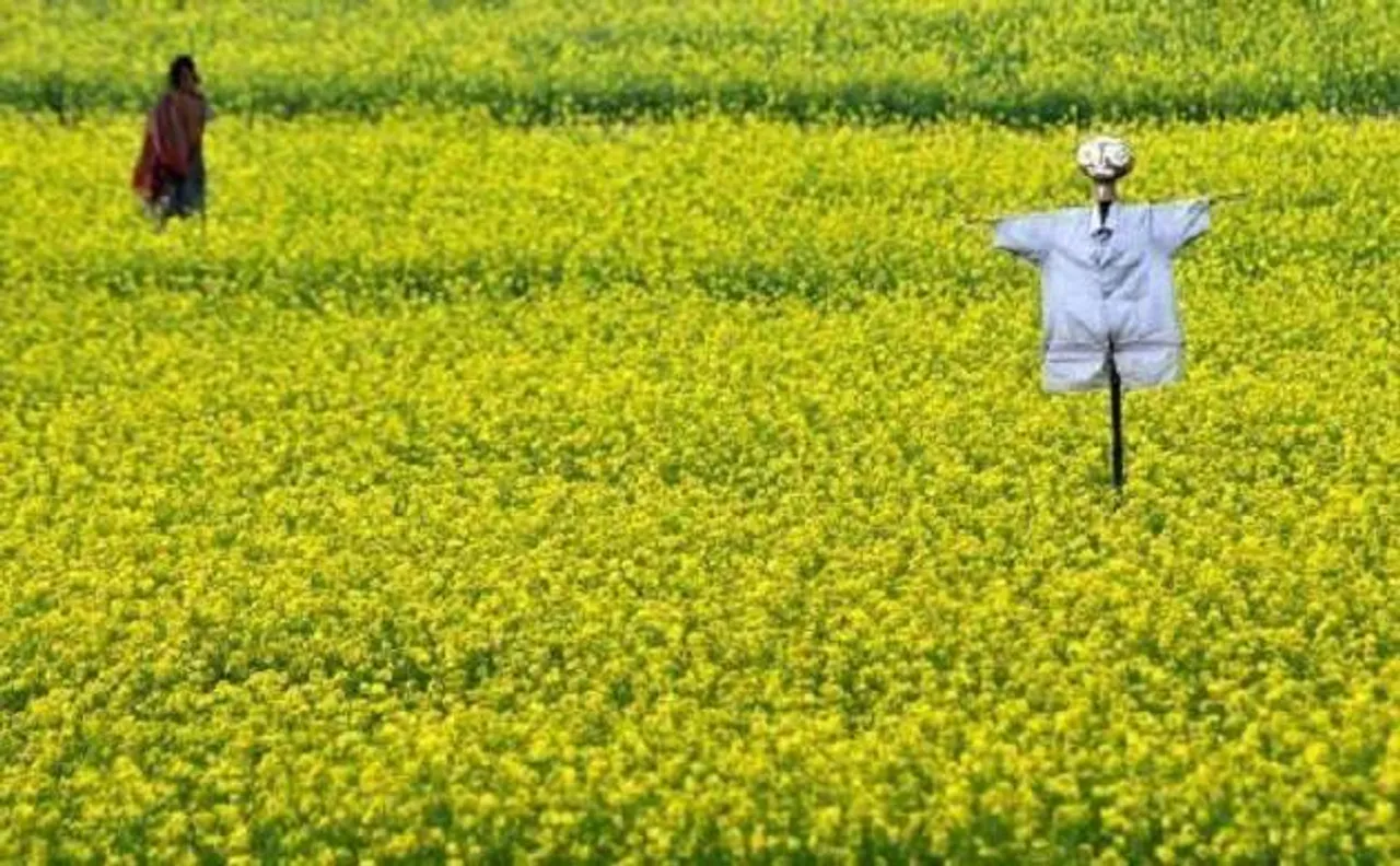 Genetically Modified crops: GEAC has kept decision pending on GM mustard's commercial release