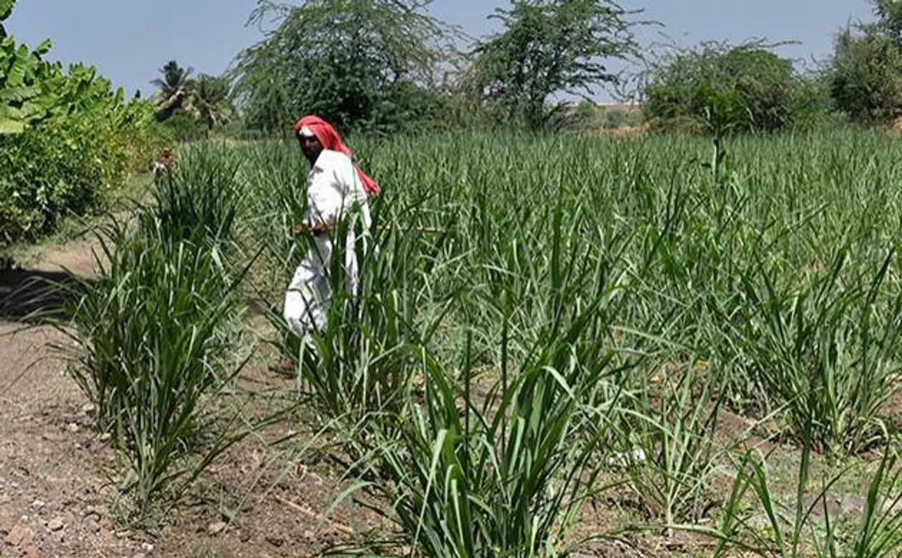 Loan waiver: Maharashtra govt transfers Rs 392 crore in farmers' accounts