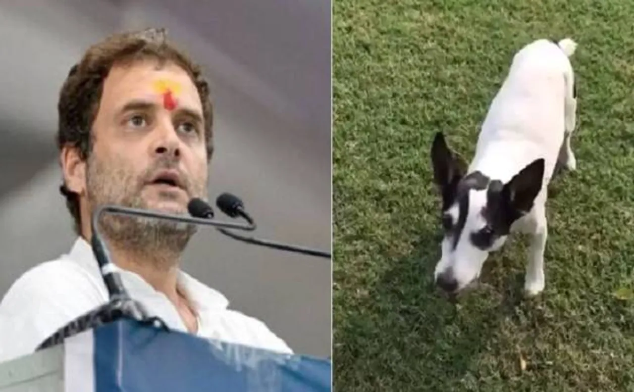 Meet Pidi, the 'Bot' behind Rahul Gandhi's increasing social media popularity