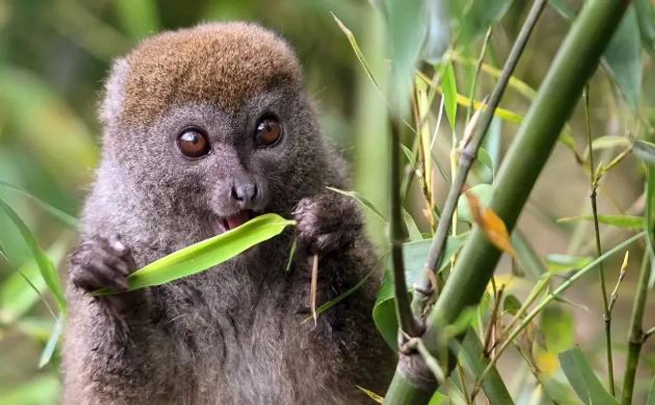 Climate change may lead bamboo lemurs towards annihilation, says study