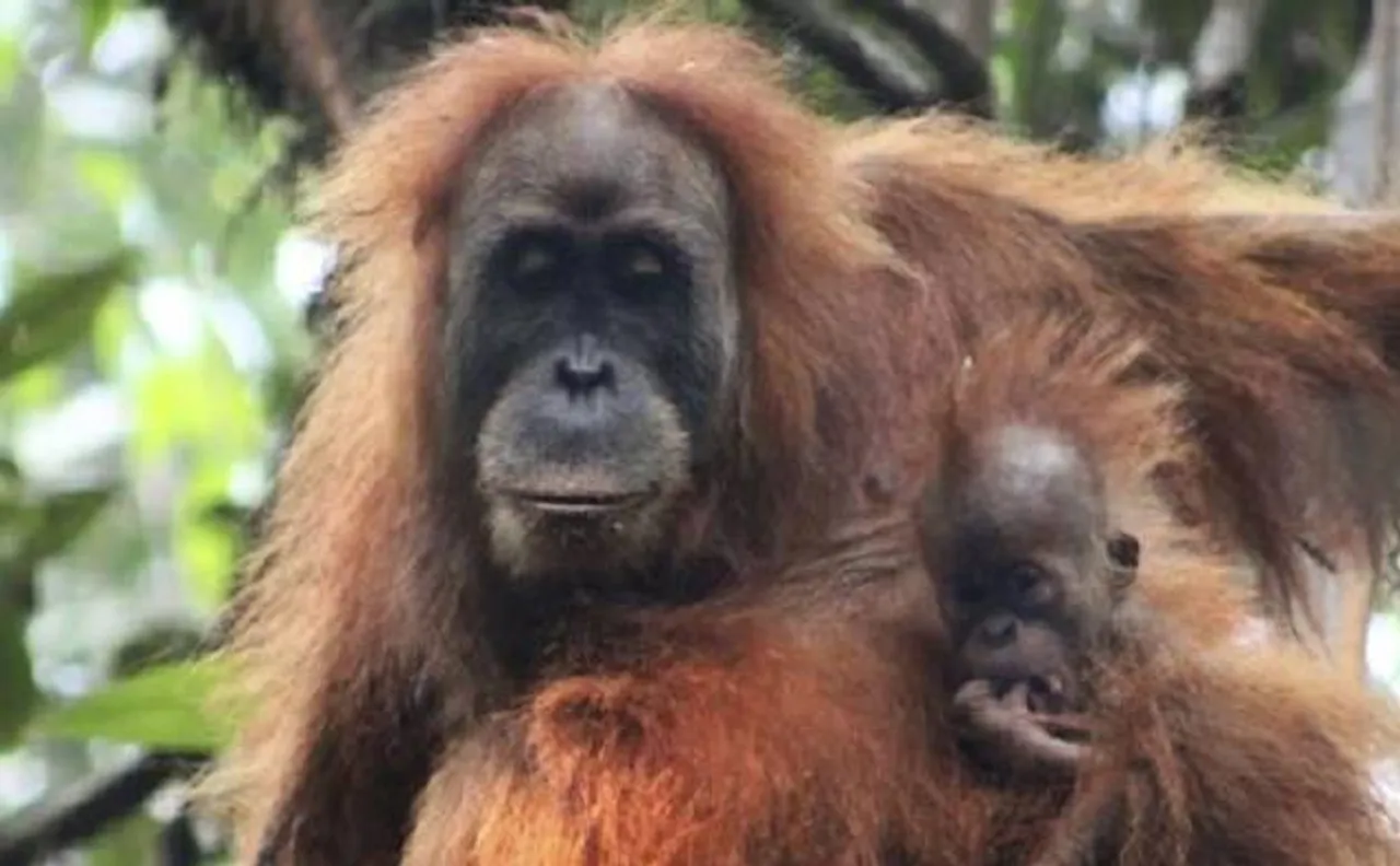 Scientists discover Tapanuli orangutan, worldâ€™s most endangered great ape