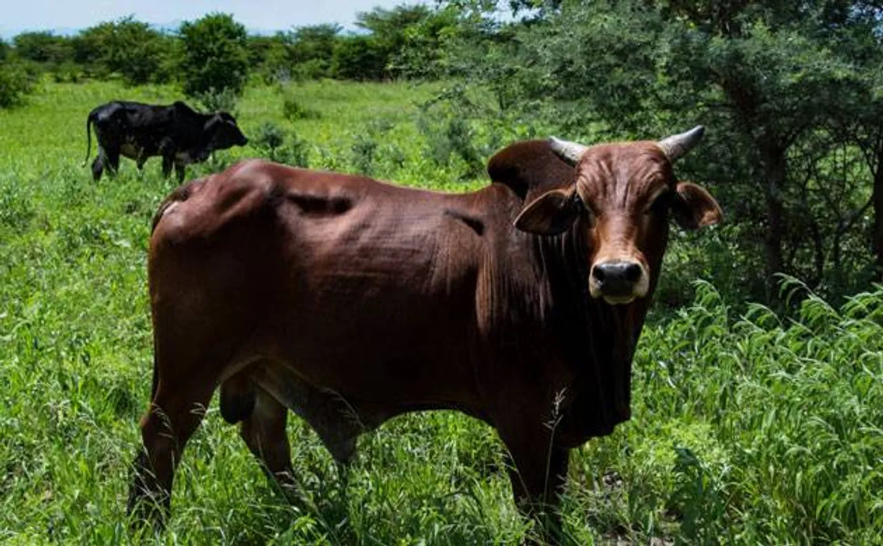 Rajasthan: Argentine national killed by stray bull in Jaipur
