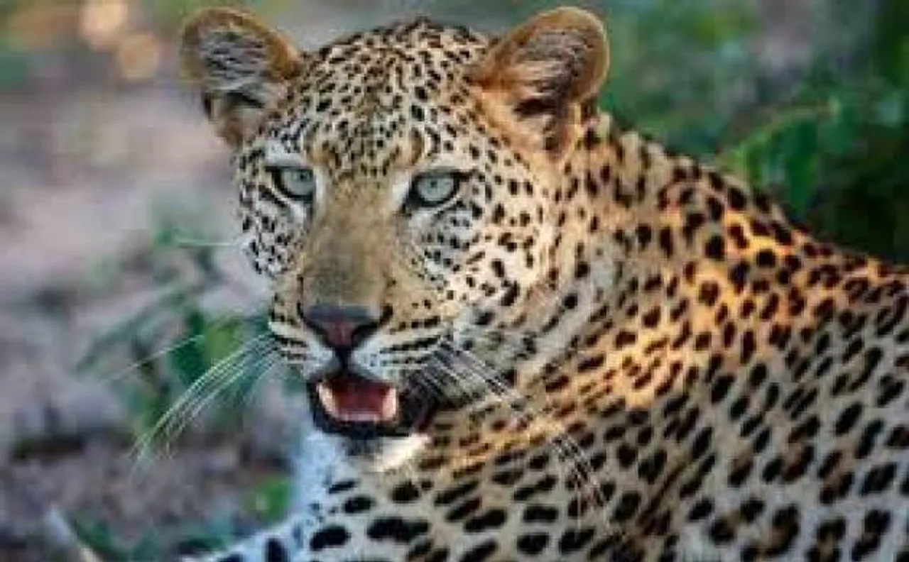 Gurugram: Leopard  found dead near Raisina forest