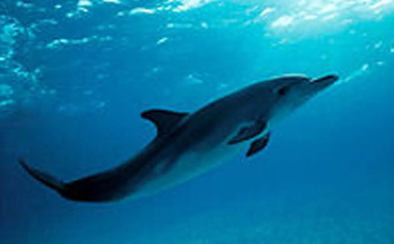 Male dolphins exhibit similar behaviour to human counterparts; lure females with sea sponge 'gifts': Study