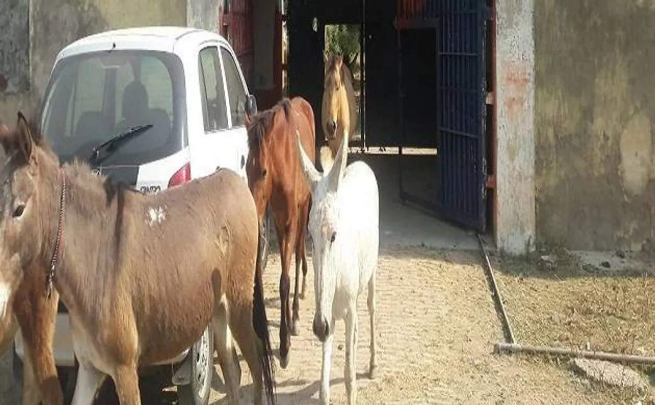 Uttar Pradesh: Eight donkeys sent behind bars for damaging saplings in Orai
