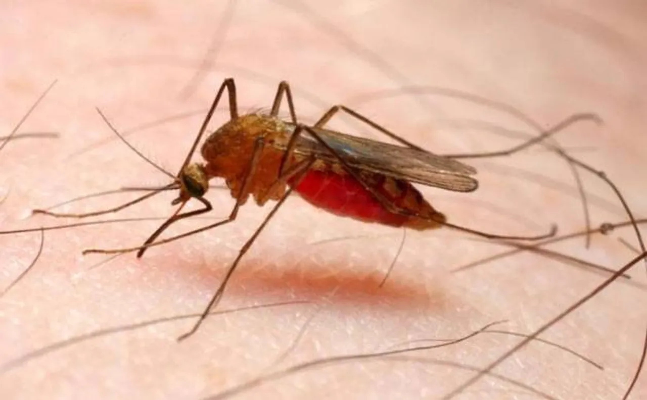 India accounts for 6 percent of global malaria cases, says WHO report