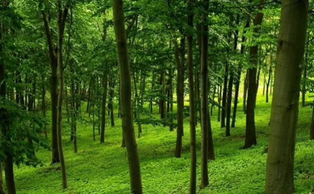 Forest cover increased by 85 sq km between 2013-15 in Rajasthan
